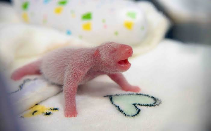 Baby pandas are born blind, pink, and hairless. They do not open their eyes until they are 6–8 weeks old, and they cannot move before the age of 3 months. There average weight is 100 grams & are 15 cms in length