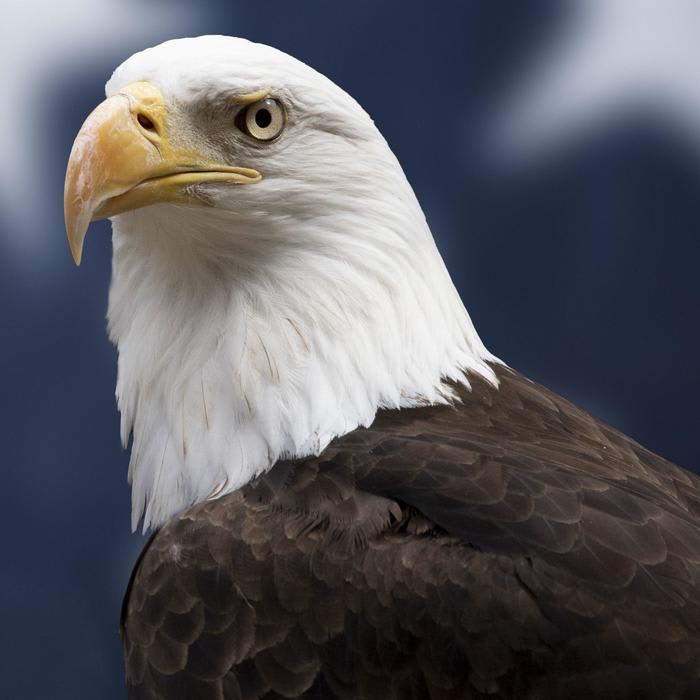 Surprising Facts about the Bald Eagle, Emblem of the U.S.