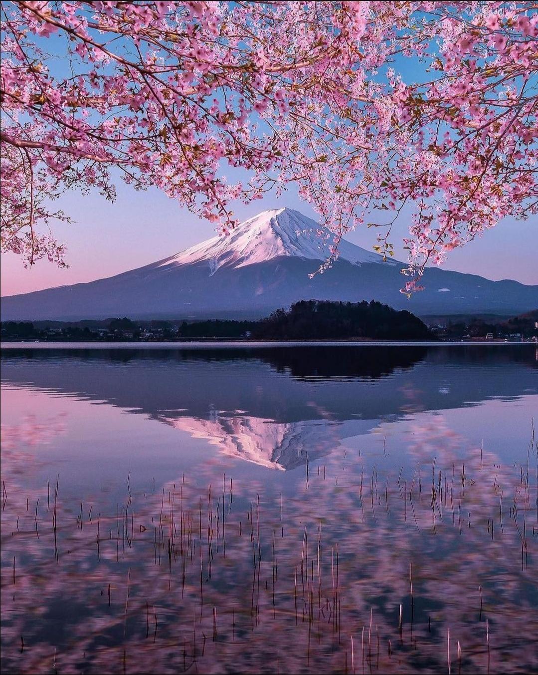 Spring in Japan is amazing