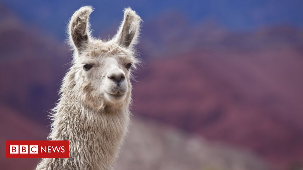 Llama blood clue to beating all flu