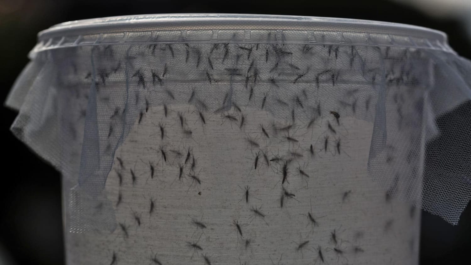 First GMO Mosquitoes to Be Released In the Florida Keys