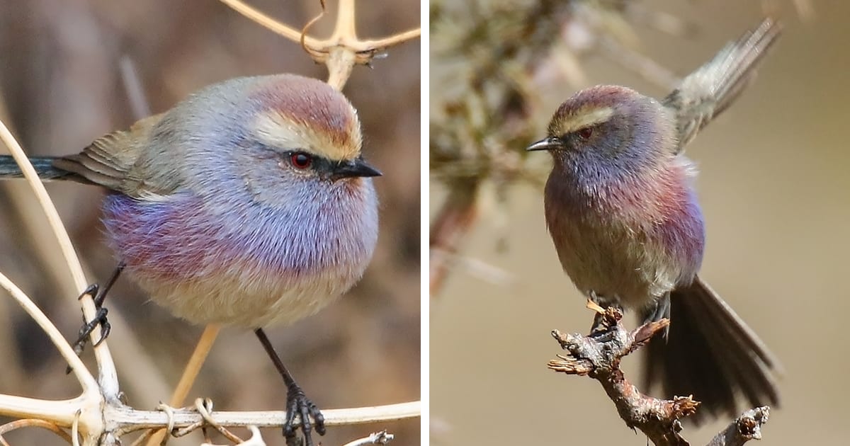 This Rainbow Bird Is Called The White-Browed Tit-Warbler And That Might Be The Silliest Name You’ve Heard