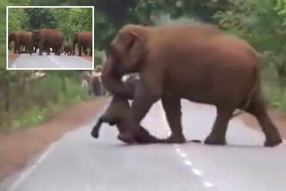 Heartbreaking moment elephants carry dead calf and gather round to mourn in India forest