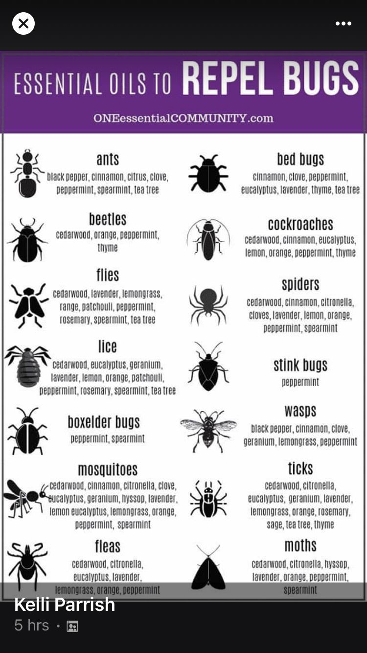 Pin by Lisa Goodwin on doTerra | Diy bug repellent, Bug spray recipe, Essential oils