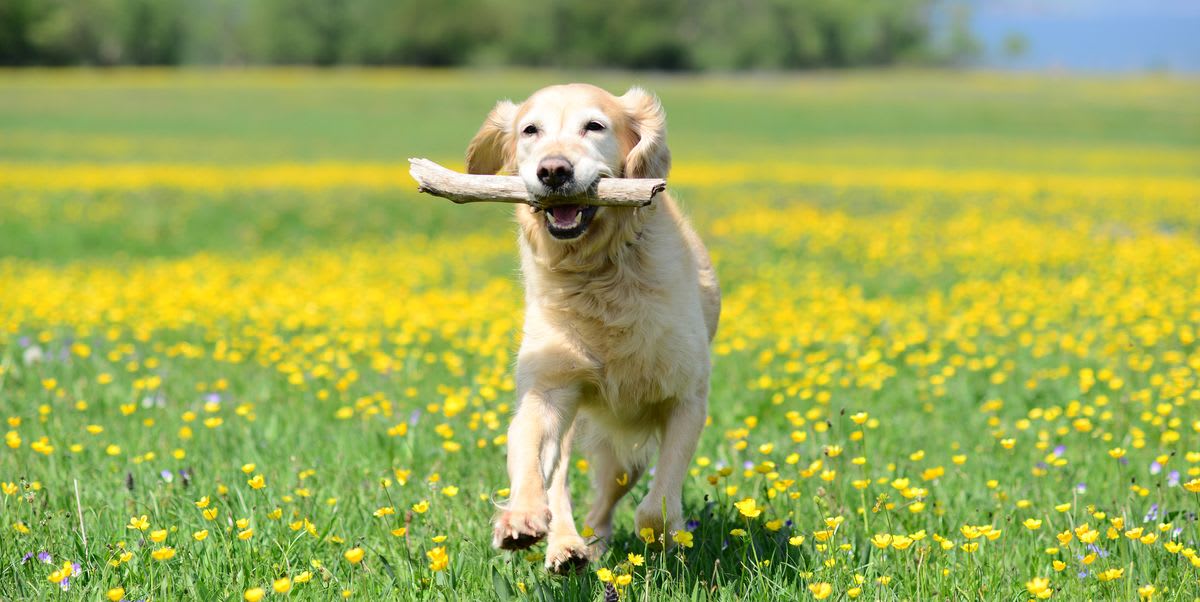 10 dog breeds more likely to suffer from hay fever