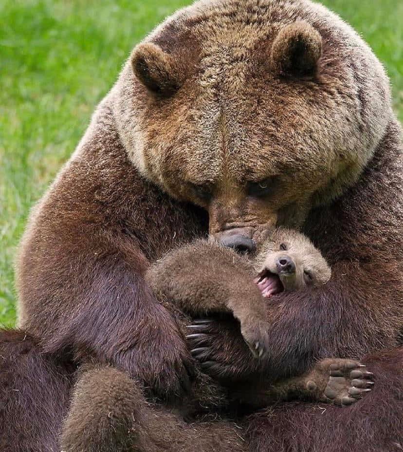 PsBattle: Mama bear loving it's baby.