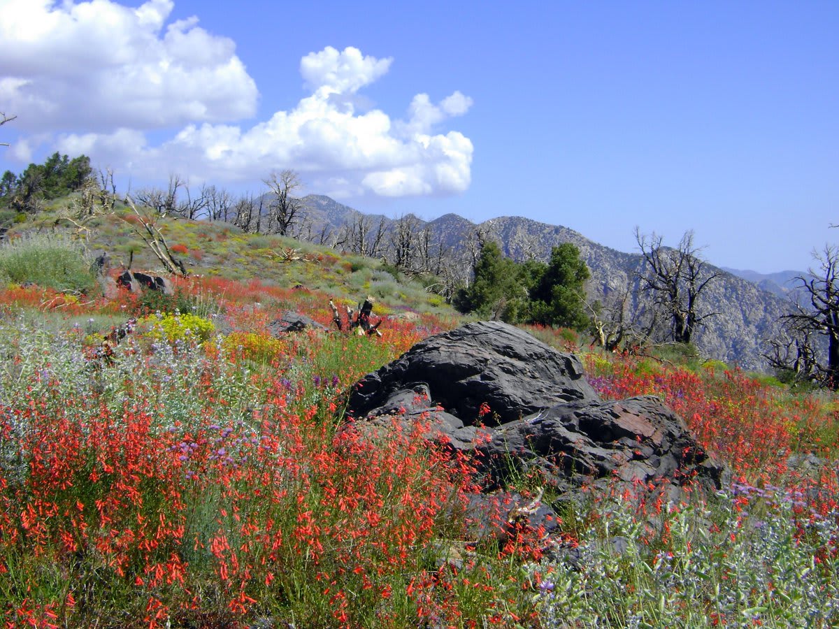 Today marks the 56th anniversary of the WildernessAct, which helps to protect more than 60 NPS wilderness areas, from Alaska to Florida. What does wilderness mean to you? Learn more at https://t.co/WFcQhHPMmb 📸Wildflower "garden"in Death Valley Wilderness