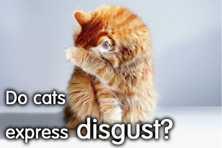 Do Cats Express Disgust?