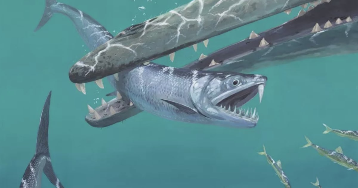 Saber-toothed anchovies surface in ancient fossils