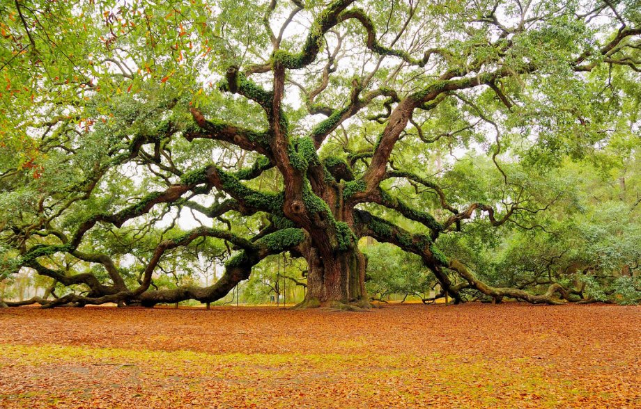 Incredible 500 year old tree