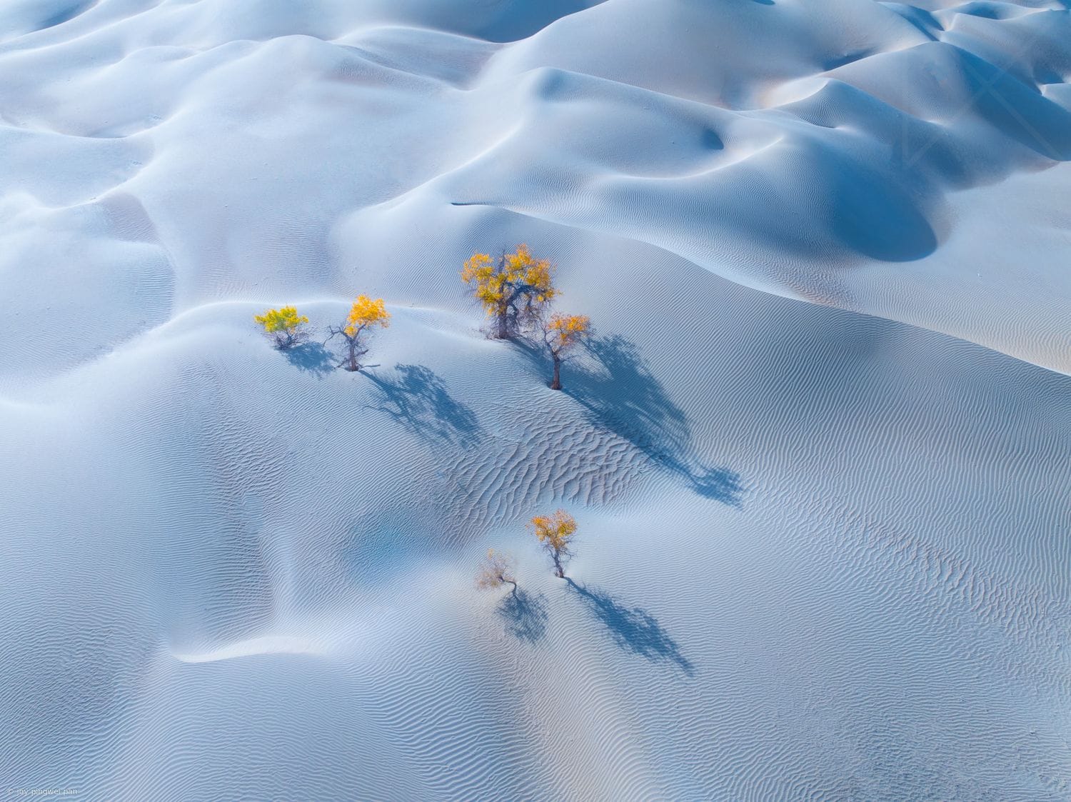 Desert Trees & Shadows on Rippling Sand Dunes