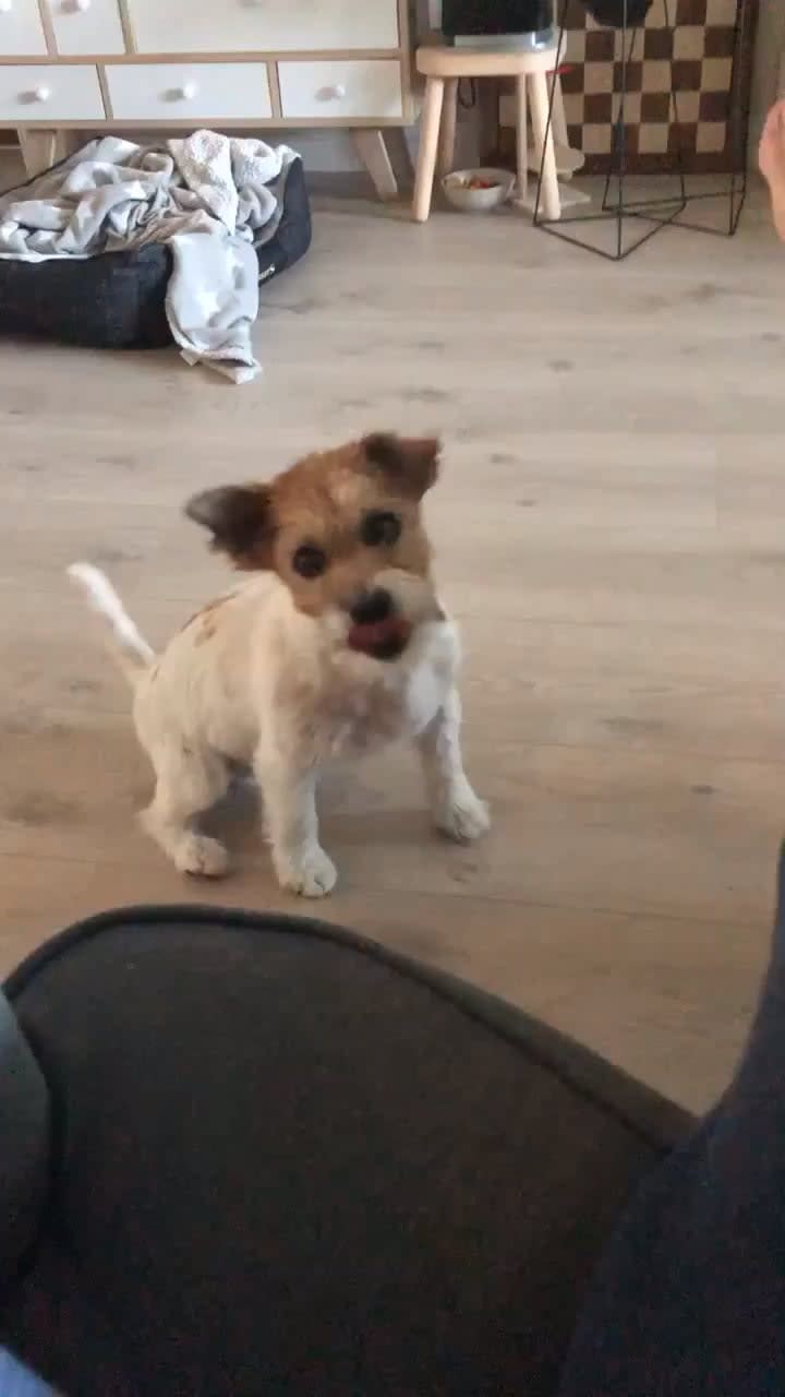 Those early morning “let’s go for a walk” tippytaps.