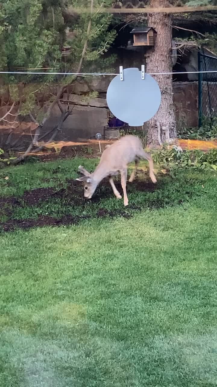Deer tearing up our grass seeds and just being weird asf