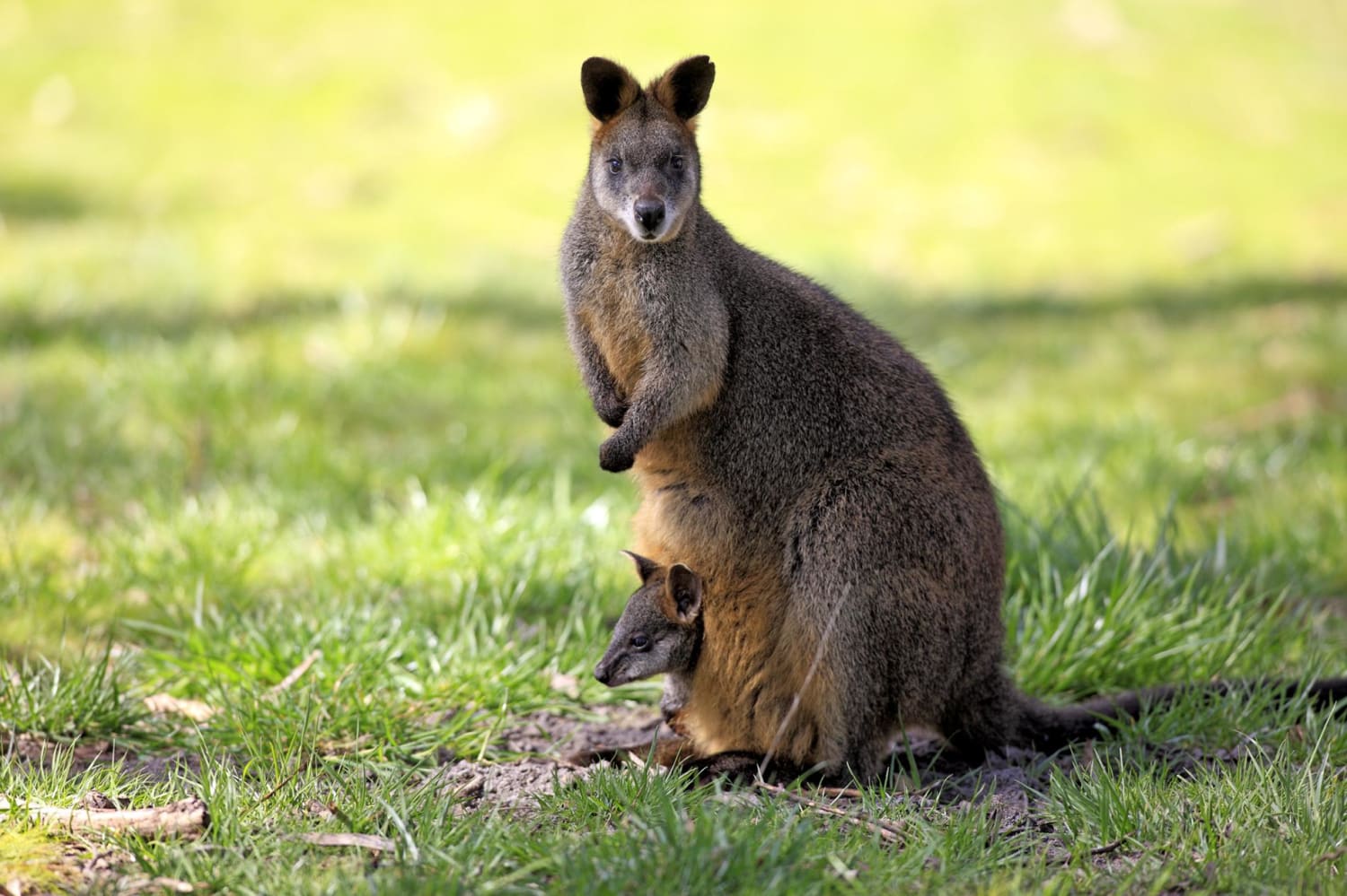 This marsupial is the only animal that's always pregnant