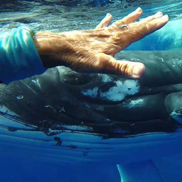Whale Allegedly Protects Diver From Shark, But Questions Remain
