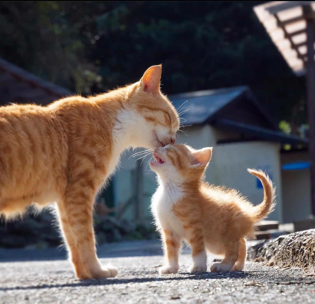 Mama cat cleaning up her son
