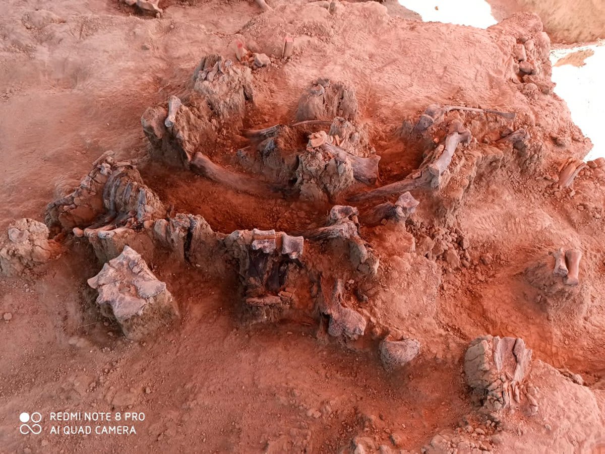 Remains of 60 Mammoths Discovered in Mexico