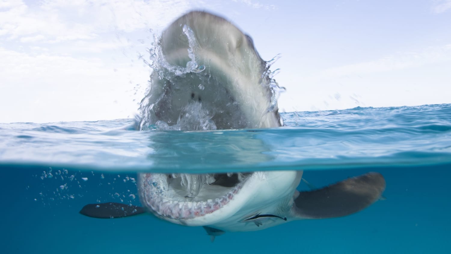 9 Bite-Sized Facts About Shark Week