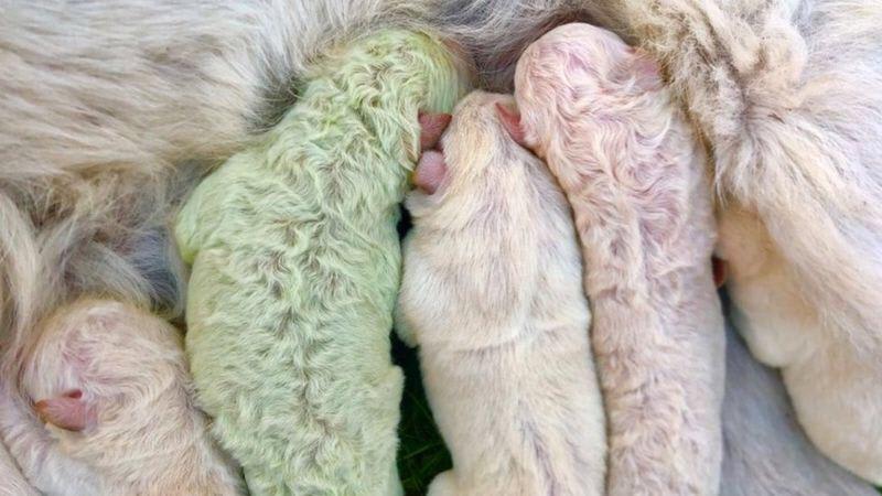 A very rare green dog has just been born in Italy, after coming in contact with a green pigment called Biliverdin in the womb. He’s called Pistachio (link to article in comments)