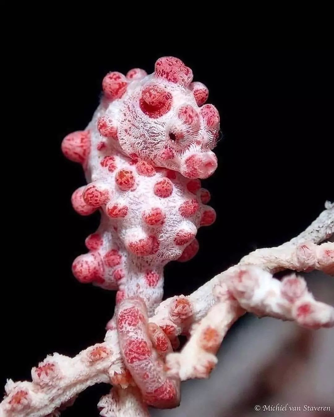 DISCOVER WILDLIFE on Instagram: “No one knew that pygmy seahorses existed until marine biologist George Bargibant came acr… | Seahorse, Colorful fish, Animal planet