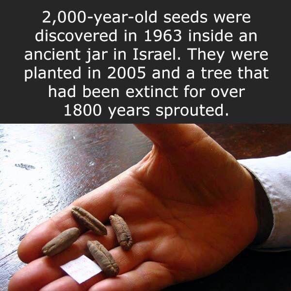 2000-year-old seeds