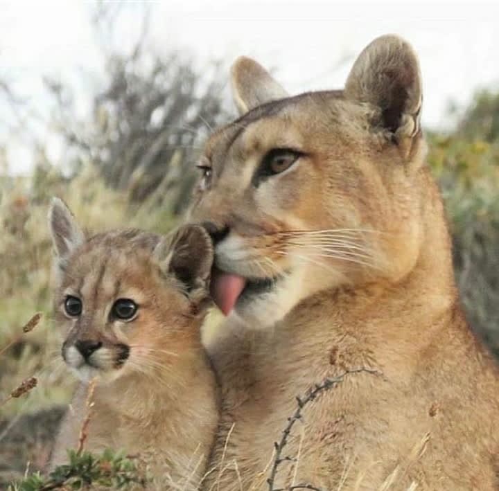 Mountain lion and baby