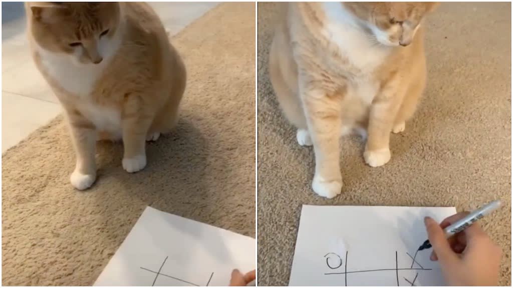 Cat Plays a Game of Tic Tac Toe With Their Human