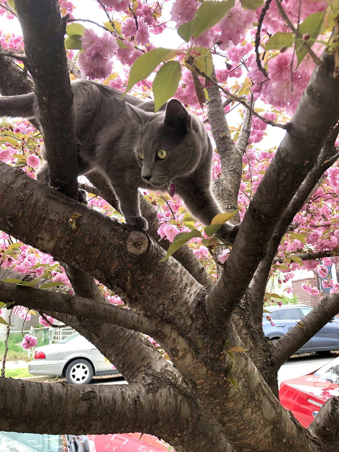 My cat in our tree