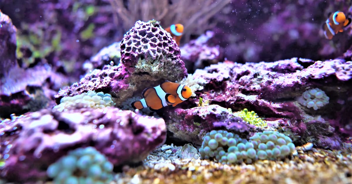 Clownfish could disappear due to climate change.