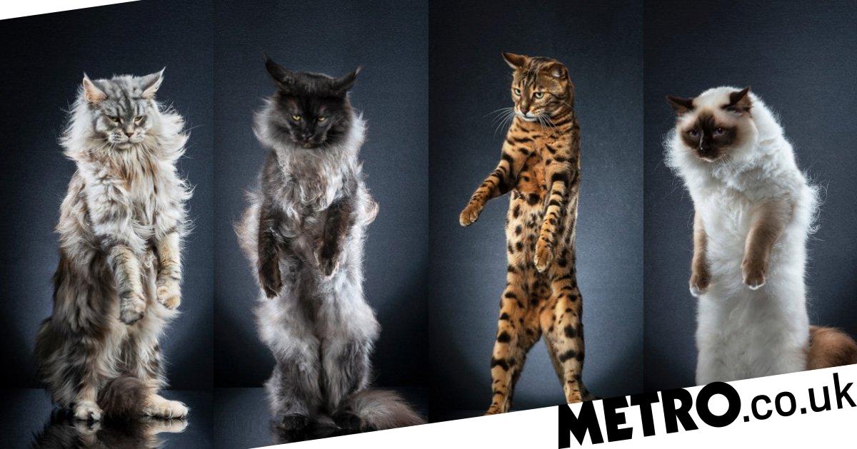 Photo series captures the wonder of cats standing on their back legs