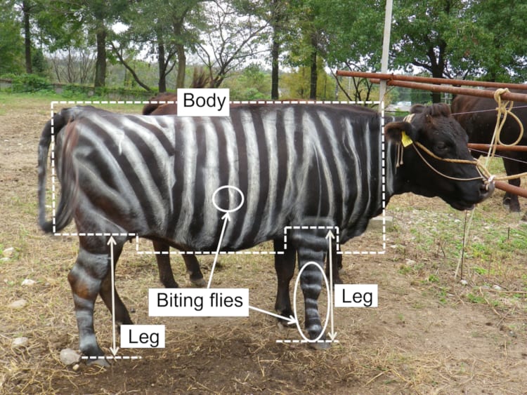 Painting 'Zebra Stripes' on Cows Wards Off Biting Flies