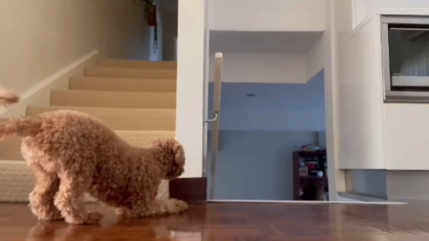 Clever poodle scares owner every time