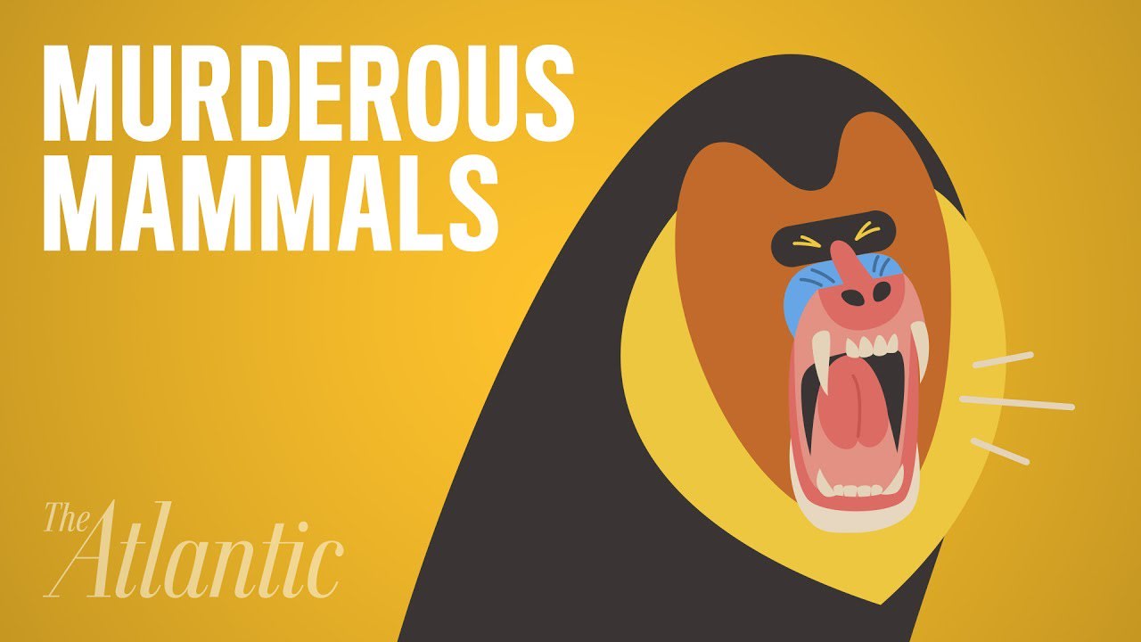 Which Animal Murders the Most?
