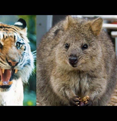 Four Stories About Saving Endangered Species