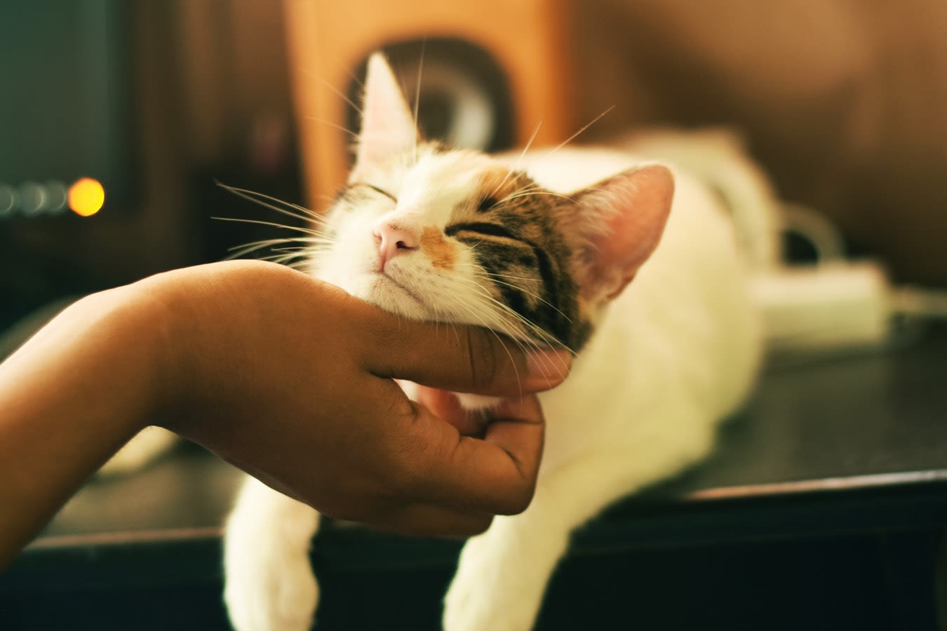 5 Signs Your Cat Needs More Attention