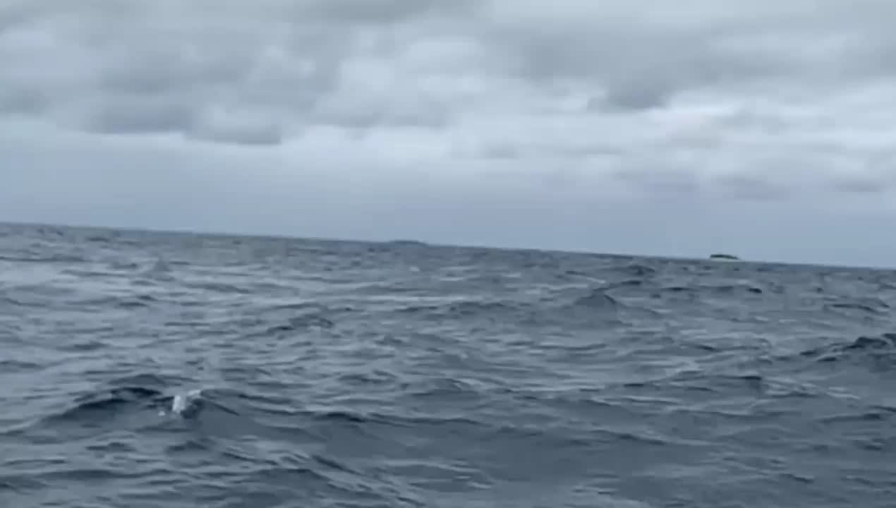 Absolutely Massive Humpback Whale Breaching