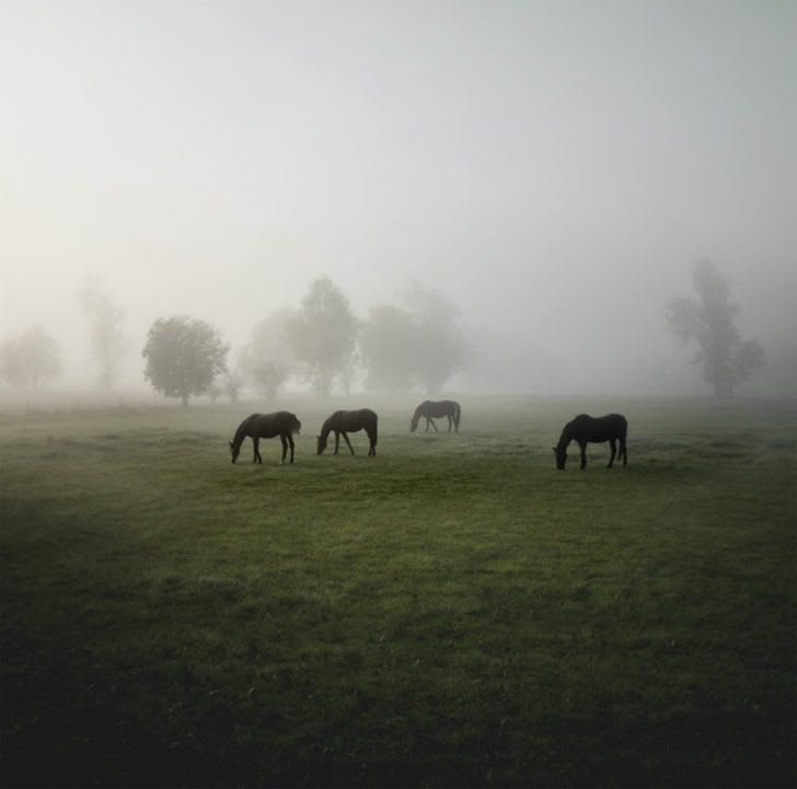 Early Morning | Nature photography, Horses, Photography