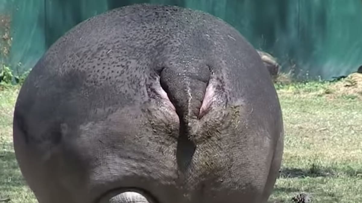 People discover hippos funny when you pretend their ass is their face