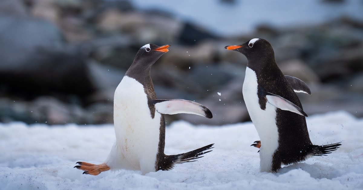 Interview: Photos of Adorable Penguins in Antarctica Raise Awareness of Their Changing Habitat
