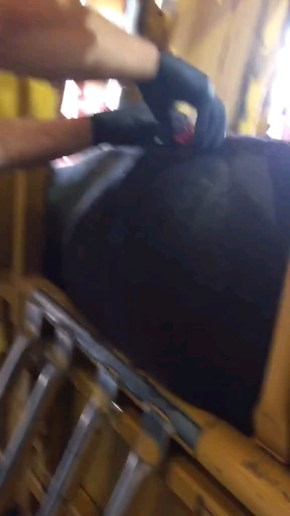 Free gas bloat in a steer.