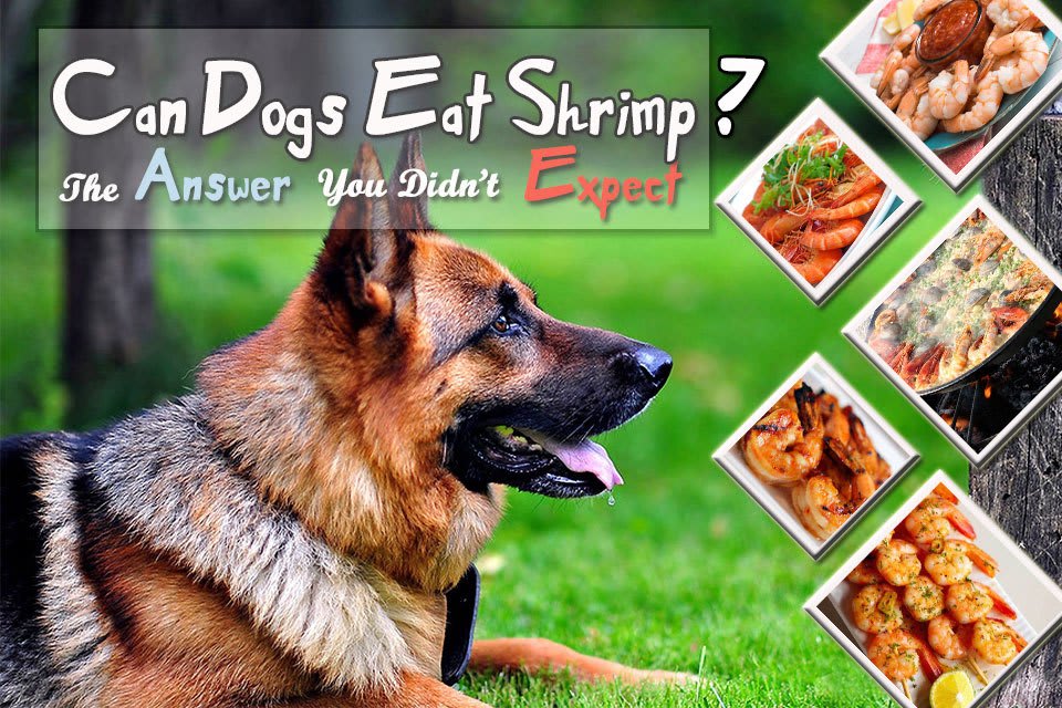 Can Dogs Eat Shrimp? The Answer You Didn't Expect