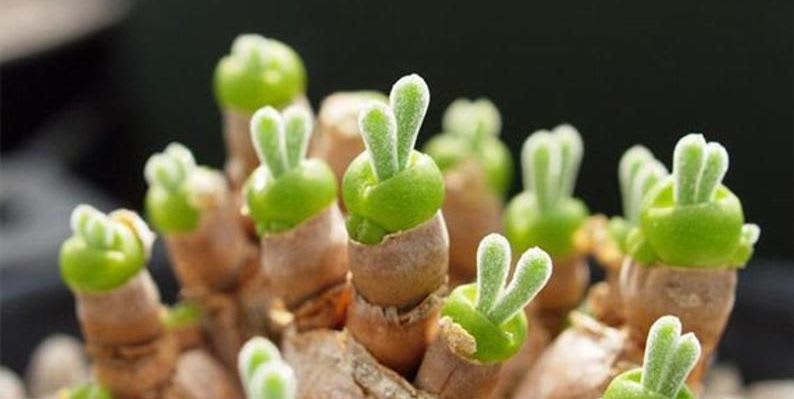 Surprise! Bunny Succulents Are a Thing, and You'll Want to Cover Your Home in Them