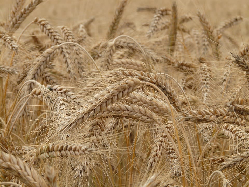 Batuts de blat: algunes dades interessants • ALL ANDORRA