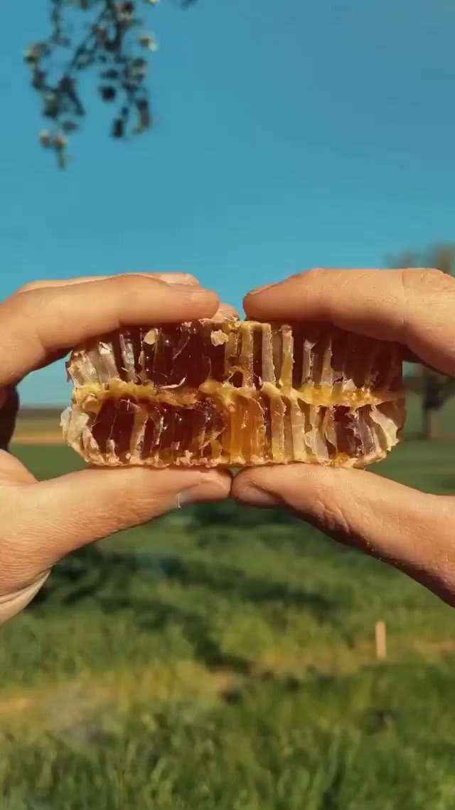 There’s just something about fresh honeycomb that’s extremely satisfying! 🍯: sk_beekeeping [IG]