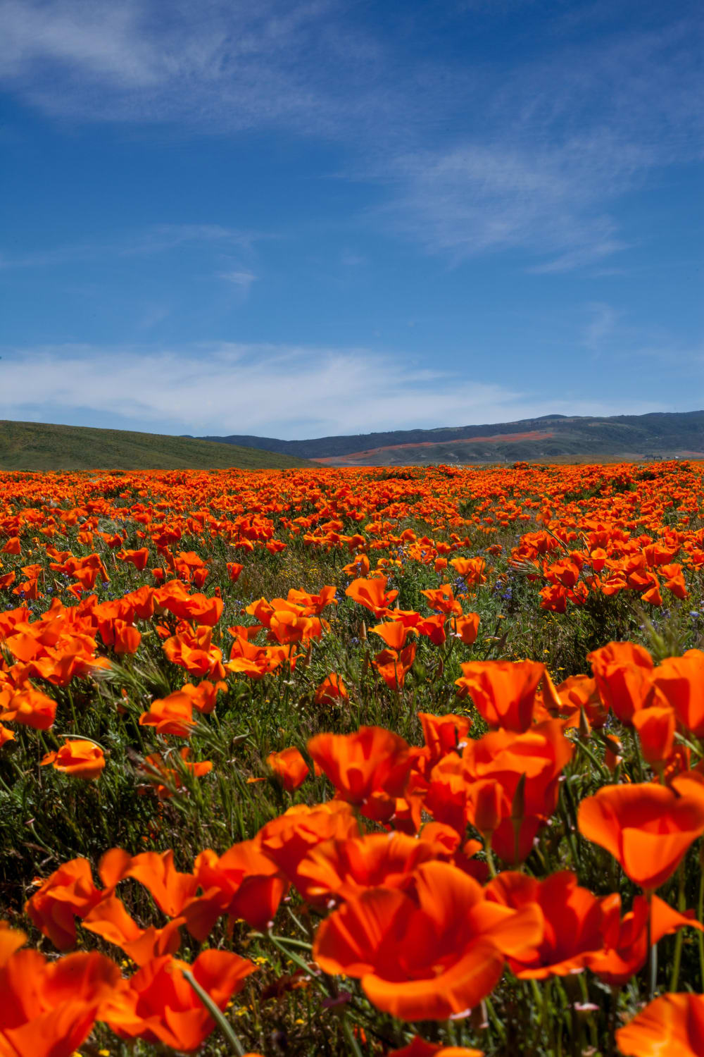Antelope Valley Poppy fields, California
