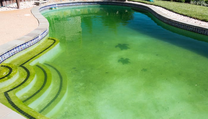 12 Best Pool Algaecides Reviewed and Rated in 2020