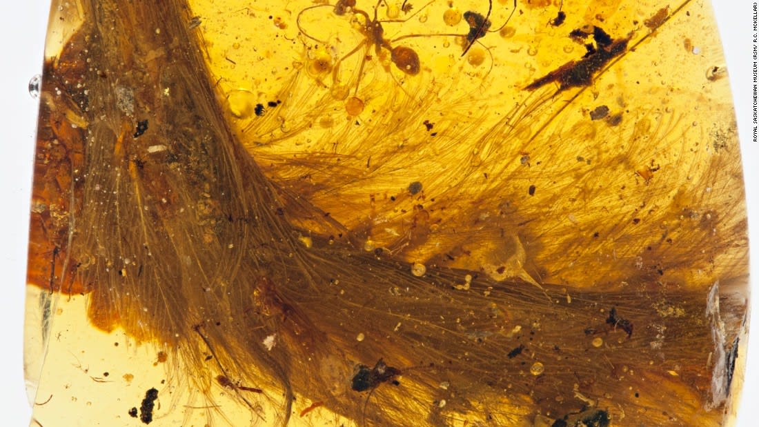 Scientists discover dinosaur trapped in amber in unprecedented find