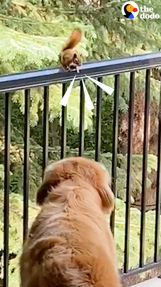 Golden retriever falls in love with a wild squirrel and brings her nuts — and his reaction when she comes back after having babies is the purest thing ever 🧡