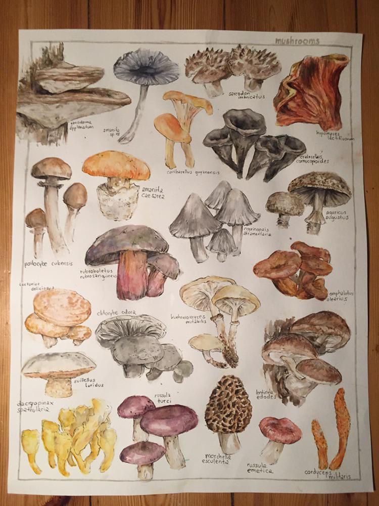 mushrooms, me, watercolor, 2021