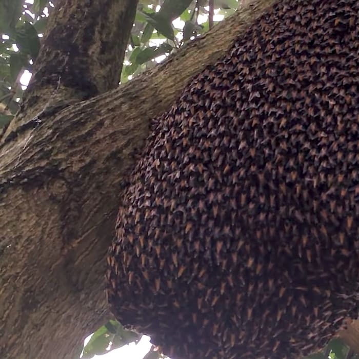 Defensive Waves Ripple Through Honey Bee Colony